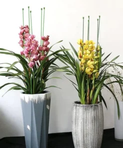 Treille pour Plante Grimpante Vert