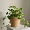 Treillis Metallique Fleurs et Plantes Grimpantes