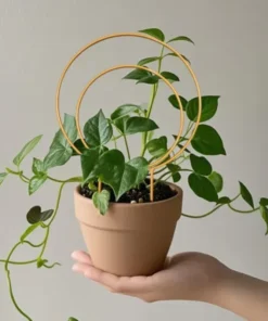 Treillis Metallique Plantes Grimpantes doré