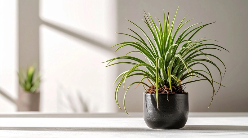 plante verte sur une table