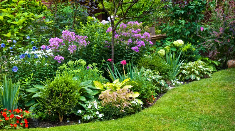 fleurs dans un jardin