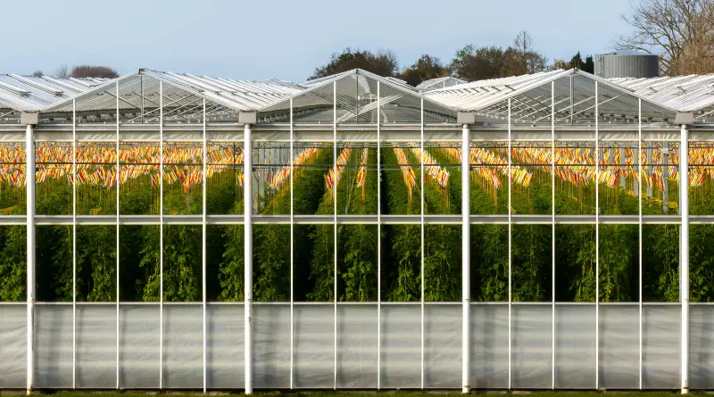 serre en verre dans un jardin