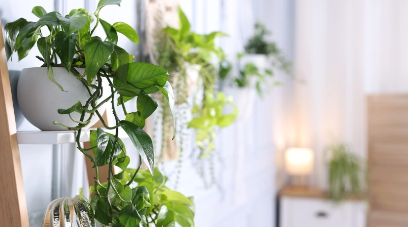 décoration de plante d'intérieur